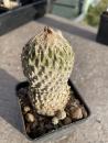 Encephalocarpus strobiliformis